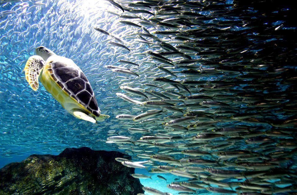 En este momento estás viendo Campaña Ambiental